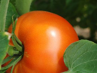 local tomato in anguilla