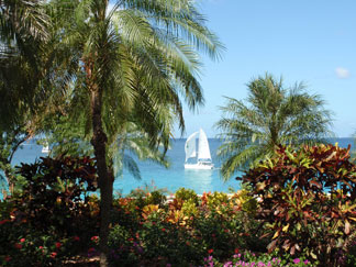 Anguilla November flowers Meads Bay