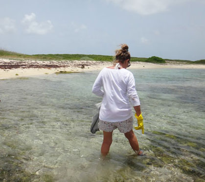 denise foraging for sea urchin in anguilla