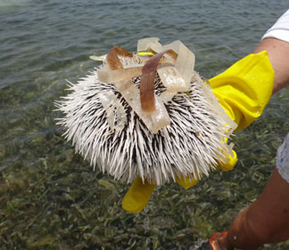 anguilla sea urchin