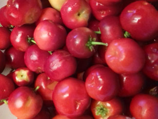 west indian cherries harvested by chef denise