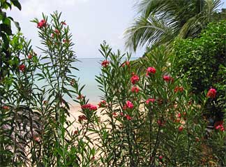 Anguillian beachfront view of Crocus