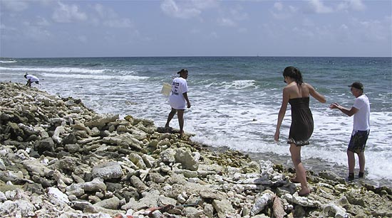 whelking Anguilla beaches