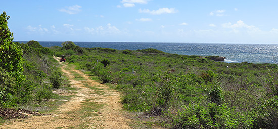 looking at auntie dol bay from an atv rental