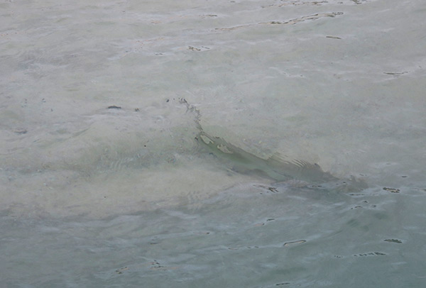 baby shark at prickly pear anguilla