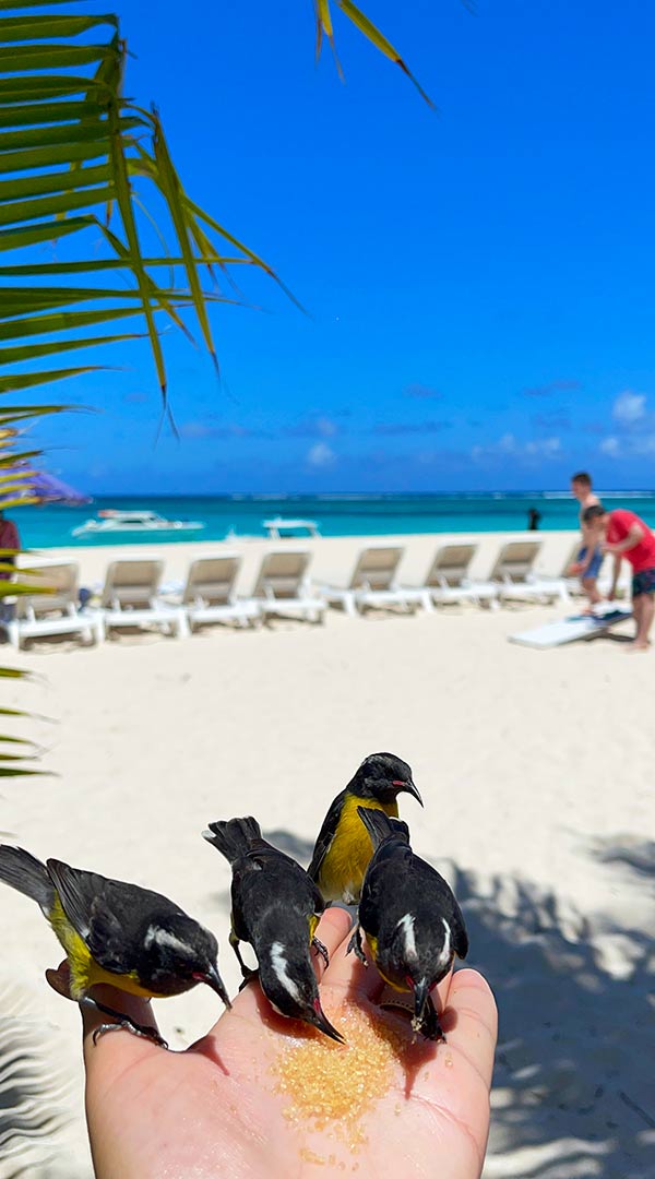 prickly pears friendly bananaquits