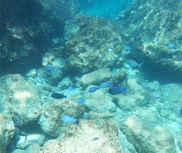 barnes bay schools of fish