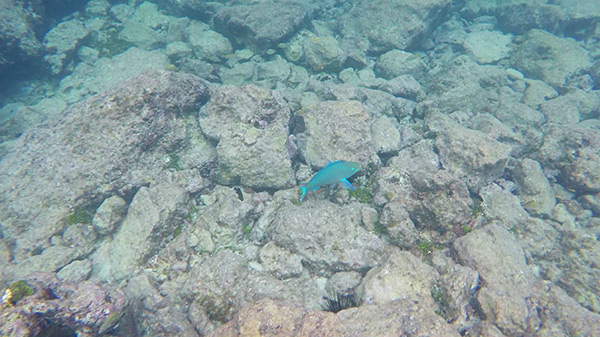 parrot fish spotted at little bay