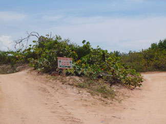 palm grove anguilla