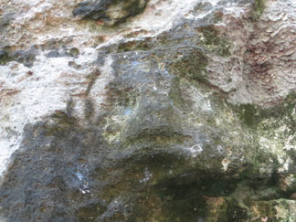 Big Spring Petroglyph Anguilla