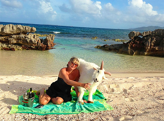 goat anguilla robin on the beach