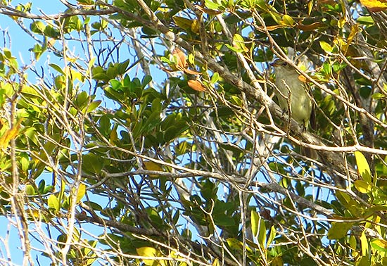 birdwatching and spotting the caribbean elaenia