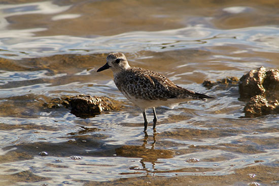 black bellied plover