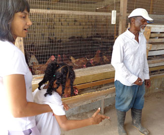 visiting a chicken farm in anguilla