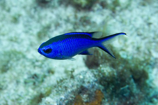 blue chromis