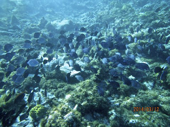 blue tangs in anguilla's shoal bay