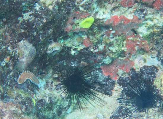 bristle worm and yellow feather duster