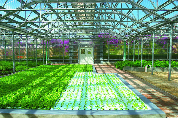 hydroponic garden greenhouse at cuisinart