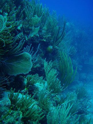 Anguilla diving, Anguillian divers, Frenchman's Reef, dive site
