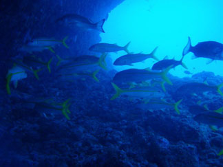 Anguilla diving, Frenchman's Reef, dive site, fish, yellowtail snapper