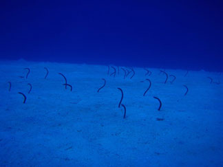 Anguilla diving, Dougie Carty, Oosterdiep wreck, garden eels