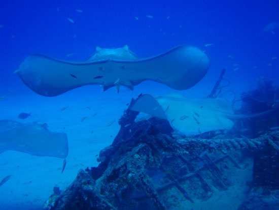 Anguilla diving, stingrays