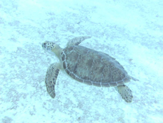 Anguilla diving, Oosterdiep, turtle