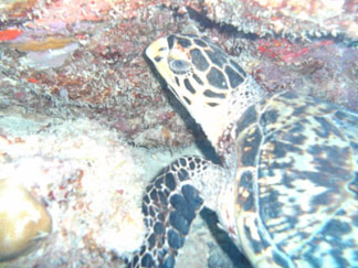Anguilla diving, Oosterdiep, turtle