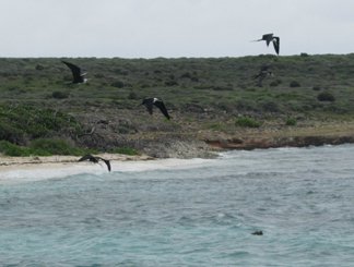 female frigates on dog island, anguilla attacking a booby