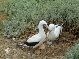 infant booby on dog island anguilla