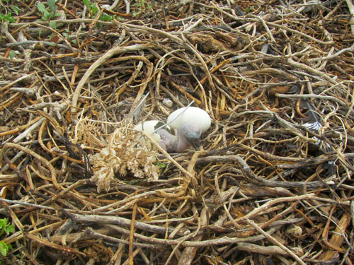 male frigate birds nesting