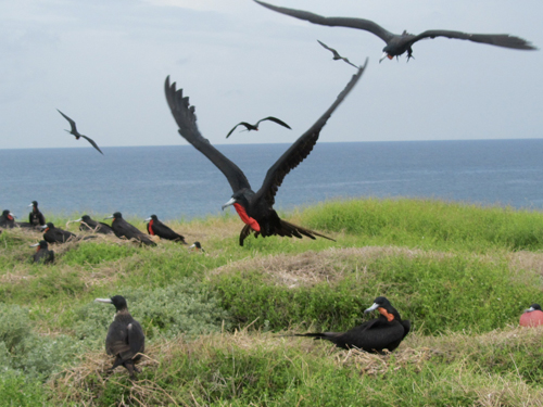 male frigate bird about to land