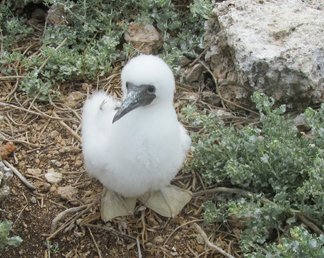 infant booby at dog island