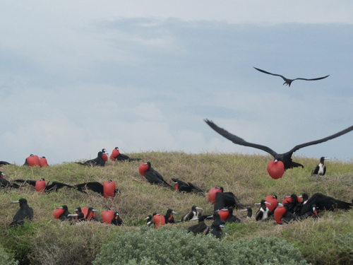 anguilla dog island frigate birds