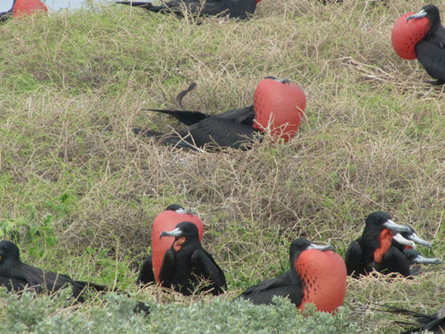 male frigate birds nesting