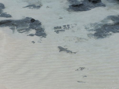 nurse shark on dog island shore, anguilla