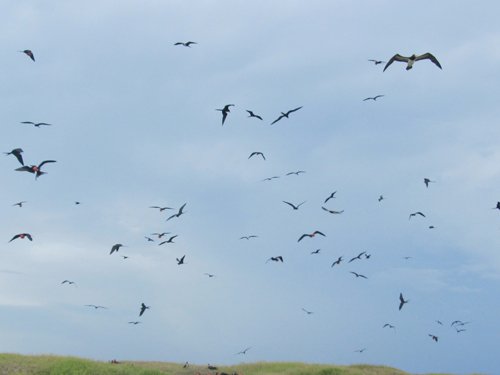 birds of war in anguilla