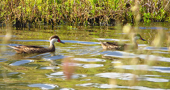 ducks cruising down the channel in anguilla