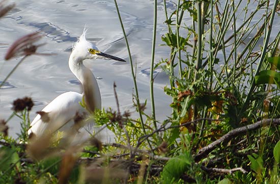 snowy egret in anguilla