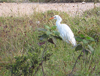 egret outside of east end salt pond