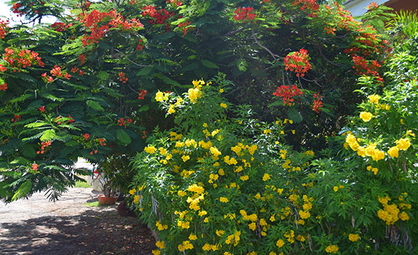 shady trees and flowers around le bon pain