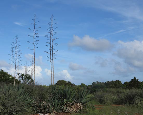 fiber pole tree aka a yucca in anguilla