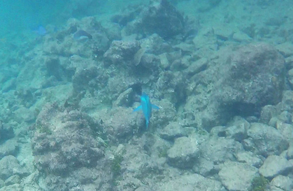 following a parrot fish at little bay