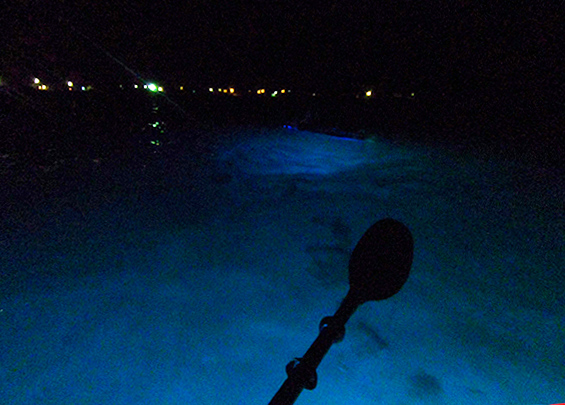 Liquid Glow night kayaking in Island Harbour