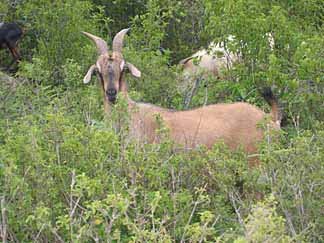 anguilla goat