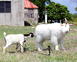 anguilla goat billy
