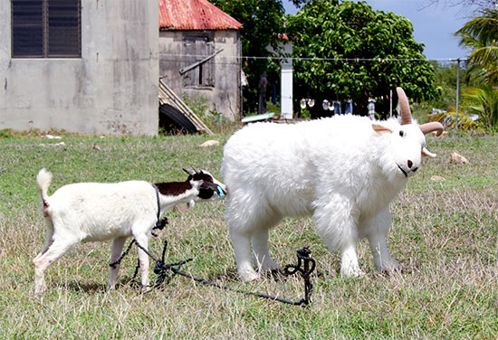 anguilla goats playing