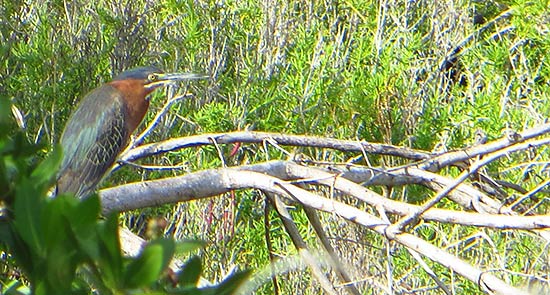 the green heron in anguilla