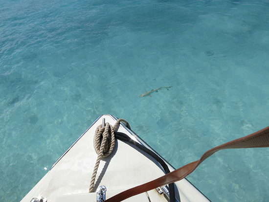 prickly pear sharks anguilla