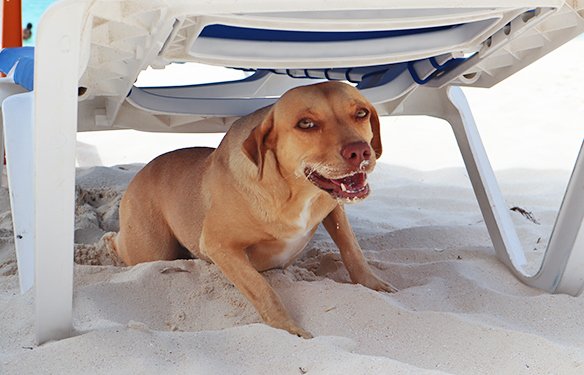 Sweet Puppy Under The Beach Chair